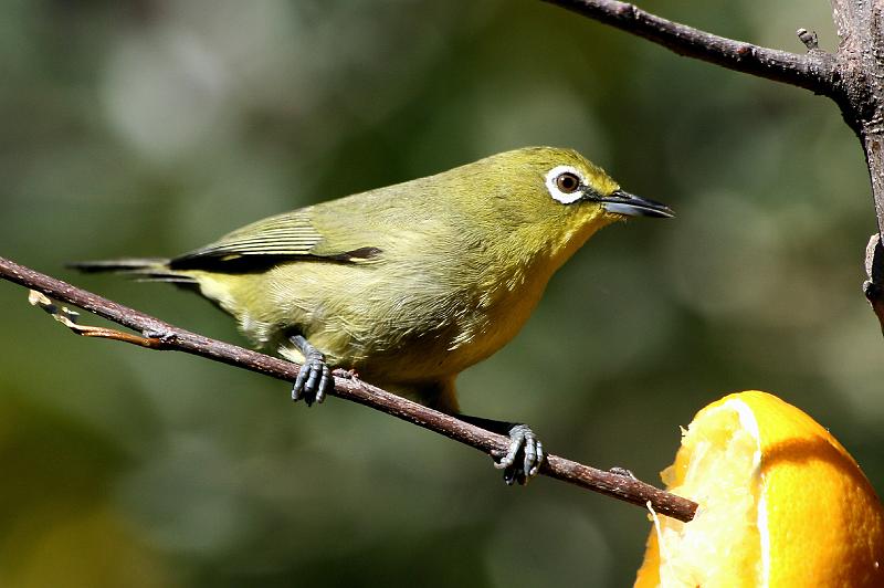 frieda janfrederik 3 014.jpg - Die lemoen is heerlik!..